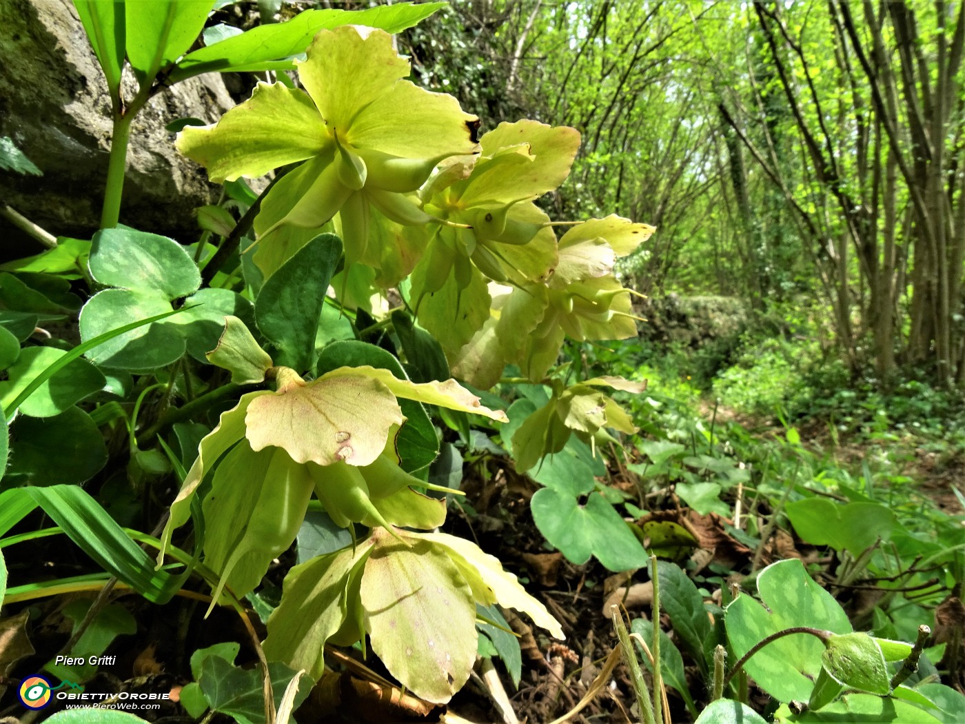 77 Elleborus niger (Elleboro) in avanzata fruttescenza .JPG